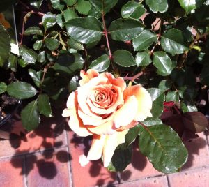 Smell The Roses